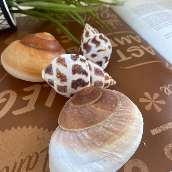 4 PCS Hermit Crab Shells Growth Seashell Large Conch Opening Size 0.8''-1.2'' fo - Picture 7 of 7